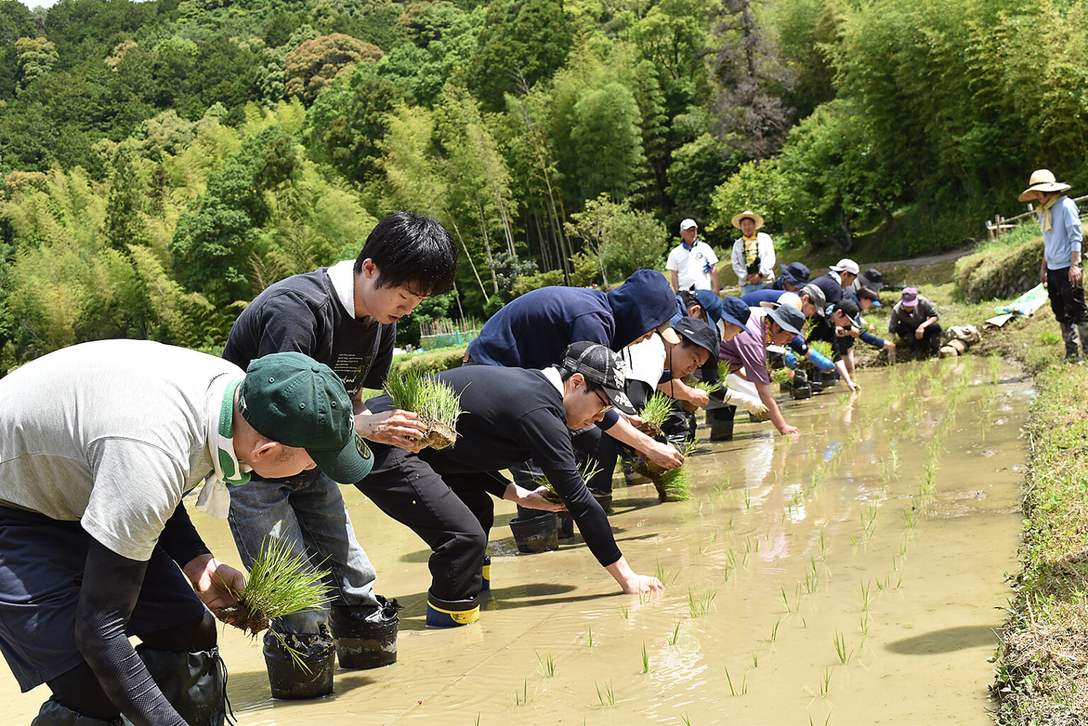 6月5日に日根野荘 大木地区で田植えを行いました | むか新 明治25年創業 大阪泉州の和洋菓子店