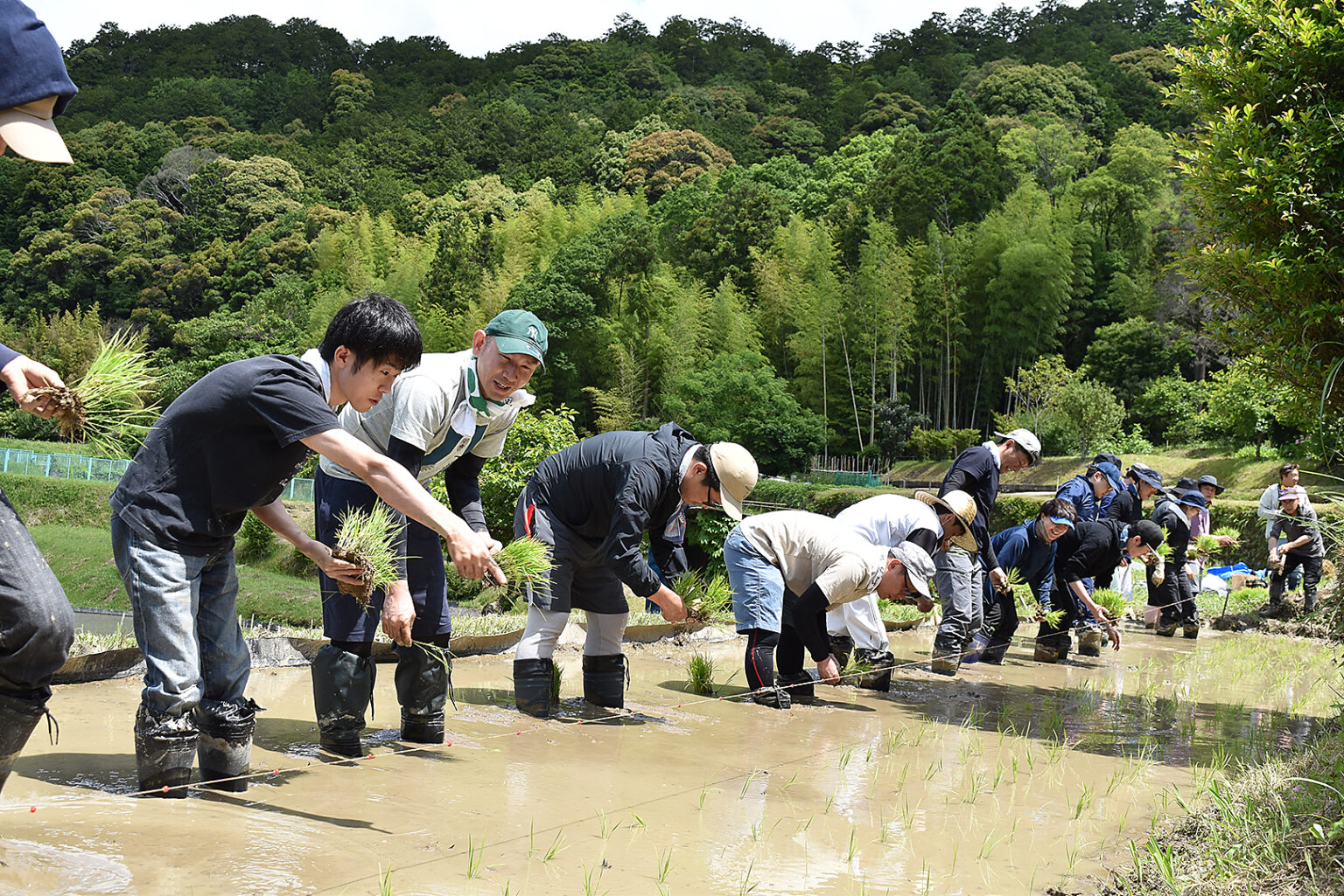 6月5日に日根野荘 大木地区で田植えを行いました | むか新 明治25年創業 大阪泉州の和洋菓子店