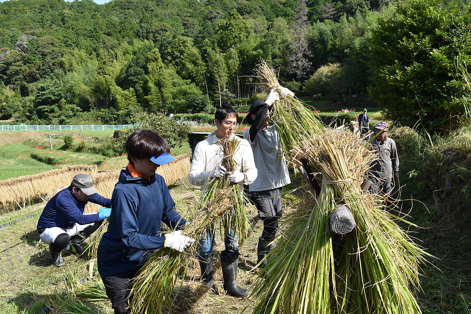 日根野荘 大木地区の稲刈り（田植えから119日目） | むか新 明治25年創業 大阪泉州の和洋菓子店